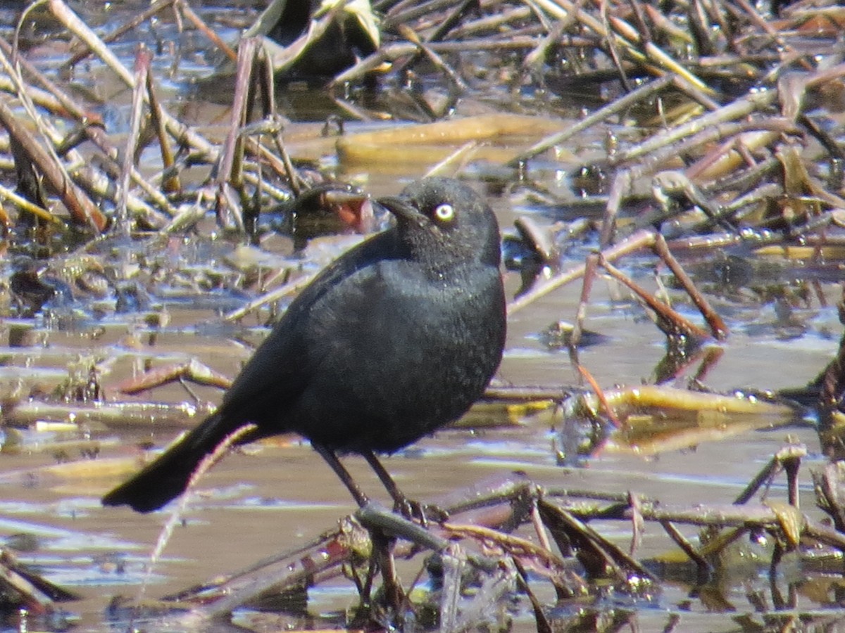 Rusty Blackbird - ML631870806