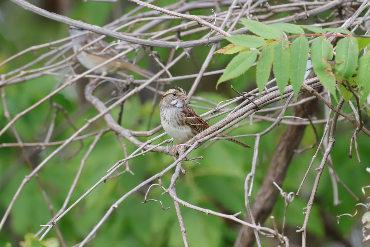 White-throated Sparrow - ML631870857