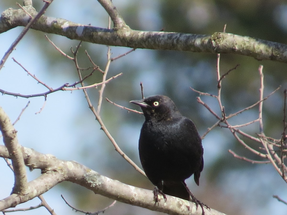 Rusty Blackbird - ML631870926