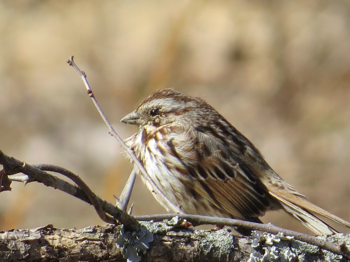 Song Sparrow - ML631871024