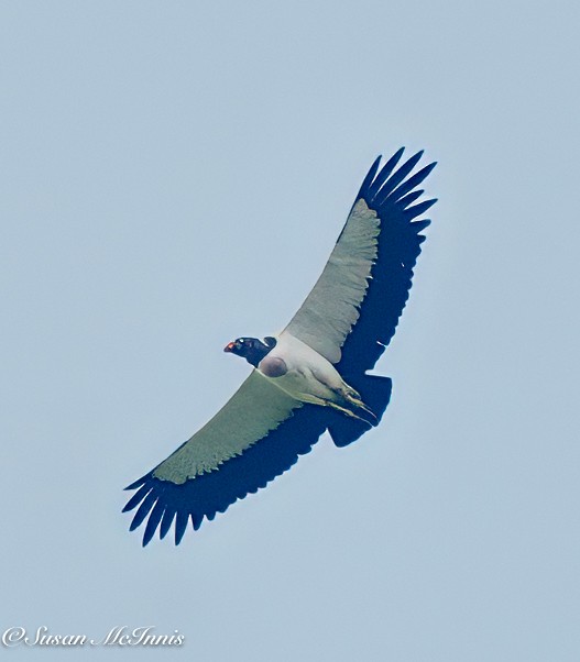 Королевская катарта - ML631871115