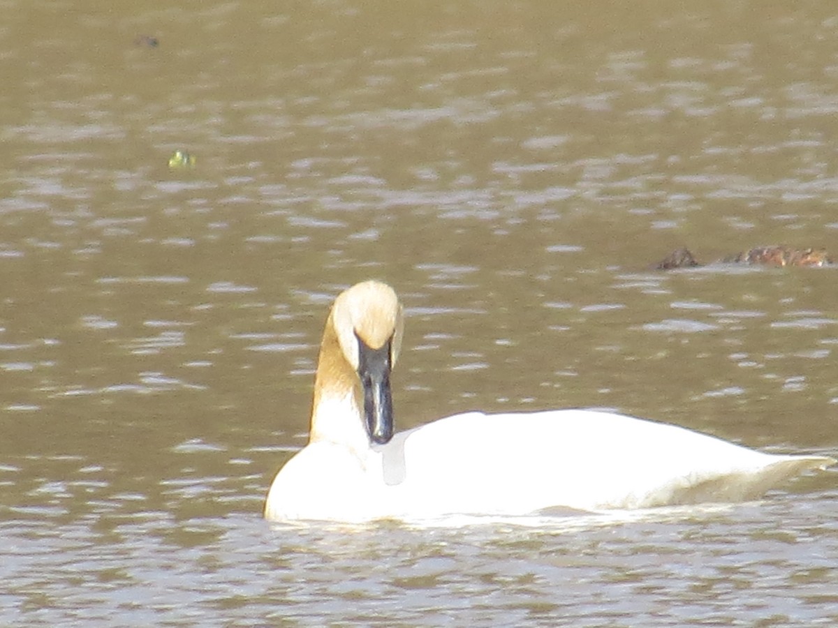 Trumpeter Swan - ML631871153
