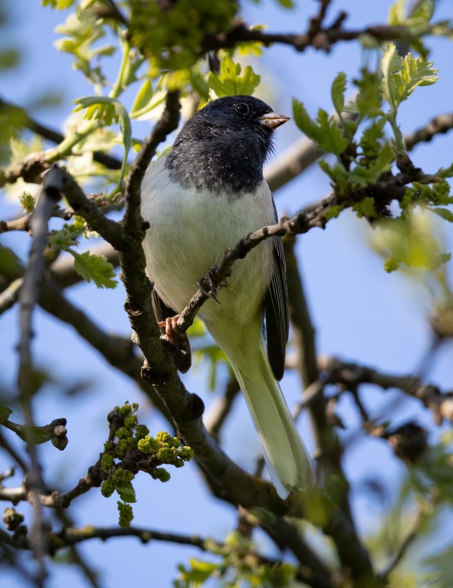 Dark-eyed Junco - ML631871406