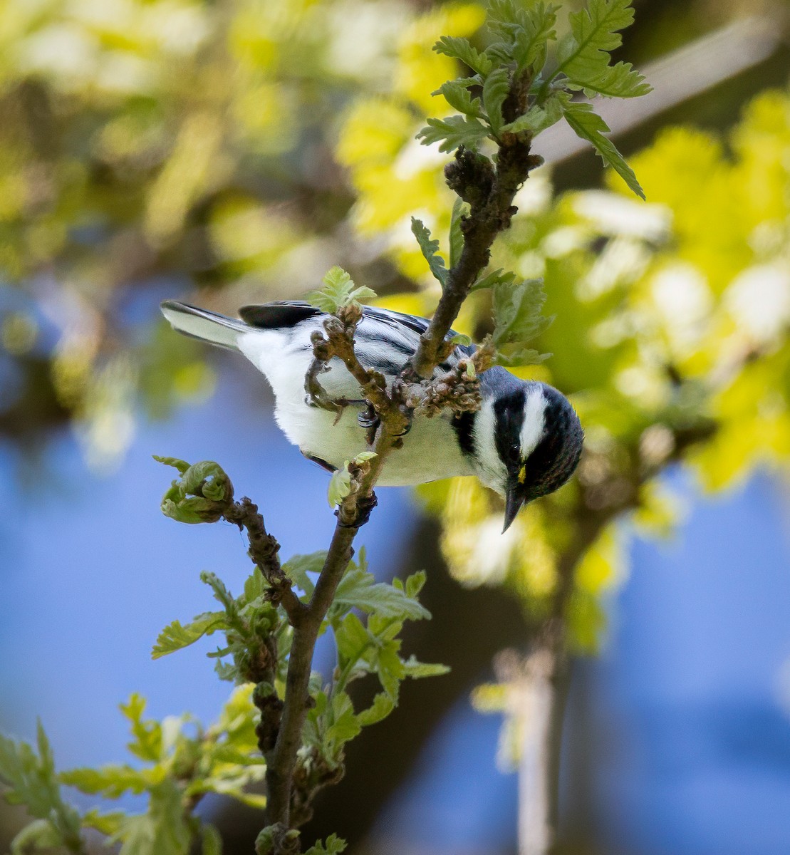Black-throated Gray Warbler - ML631871469