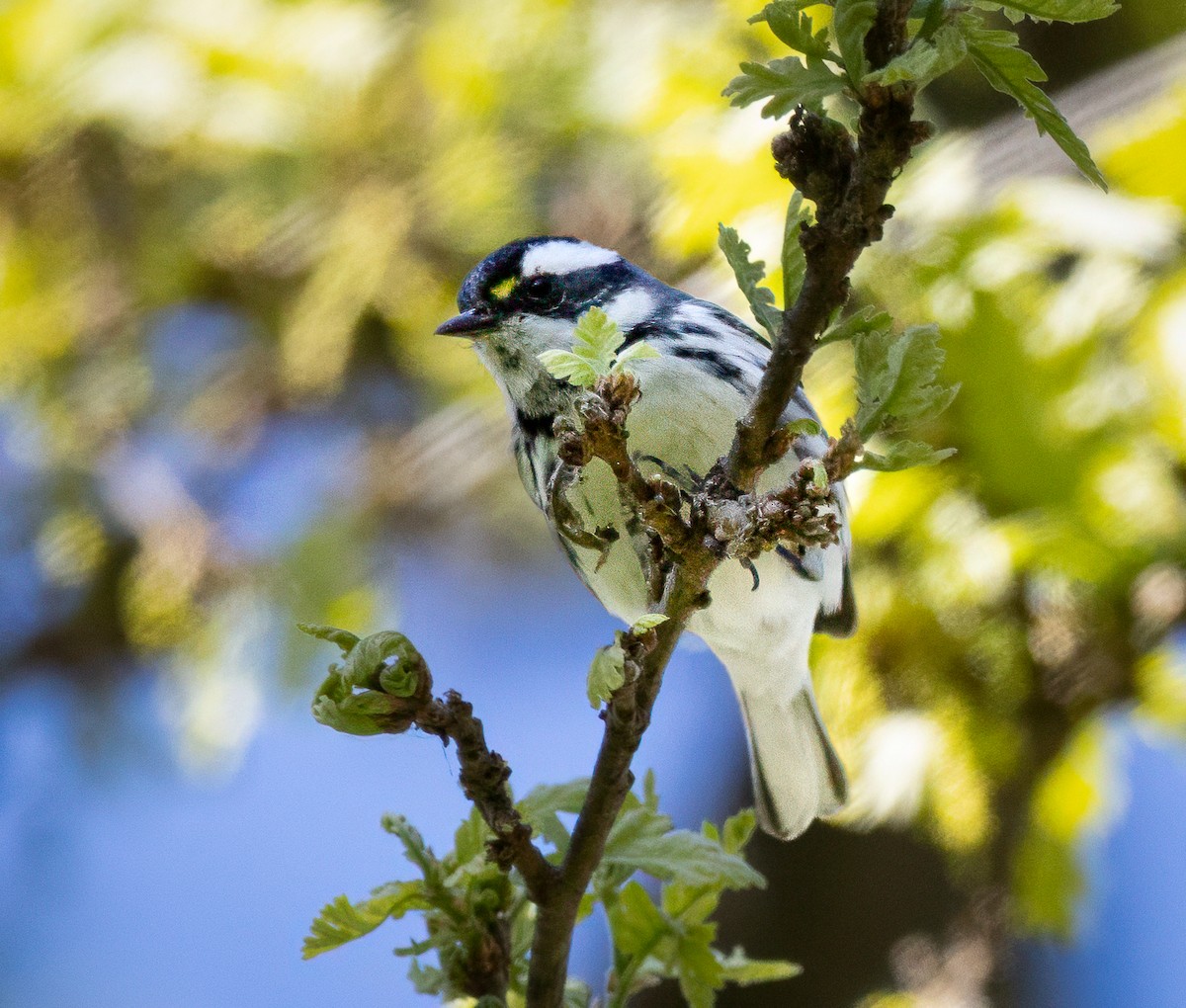 Black-throated Gray Warbler - ML631871471