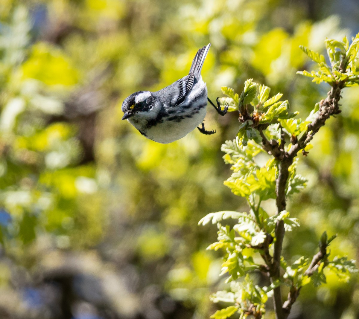 Black-throated Gray Warbler - ML631871473
