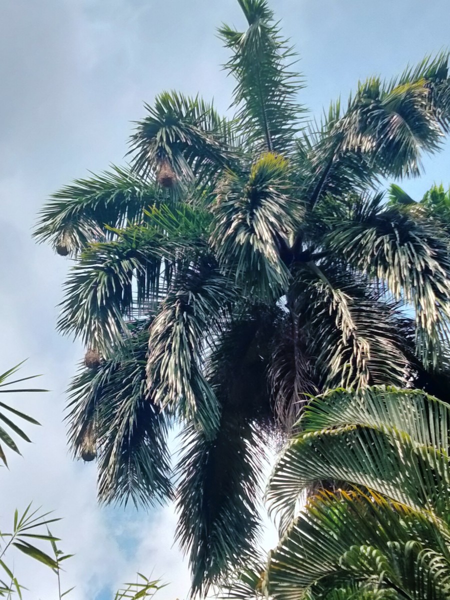 montezumaoropendola - ML631871523