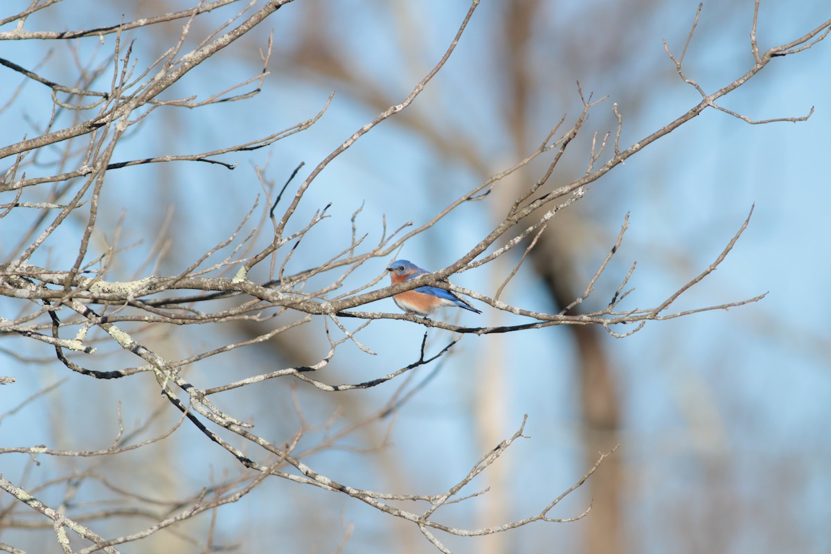 Eastern Bluebird - ML631871620