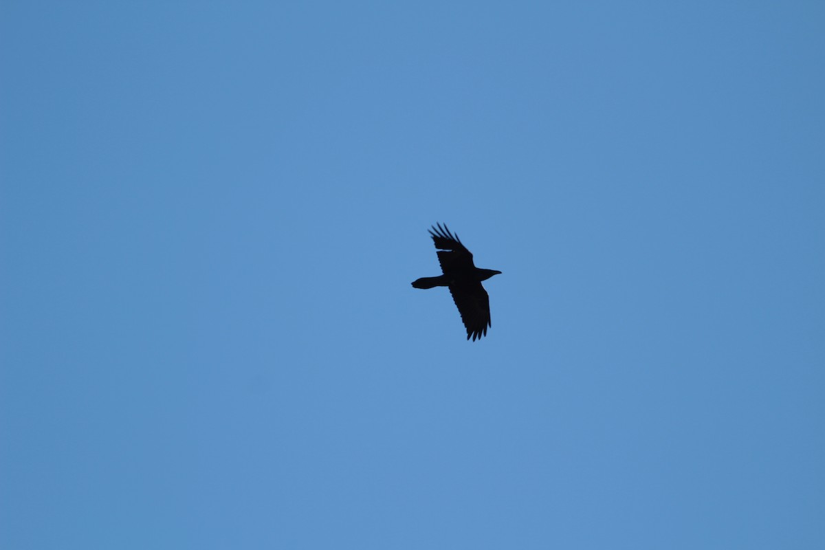 Grand Corbeau - ML631871631