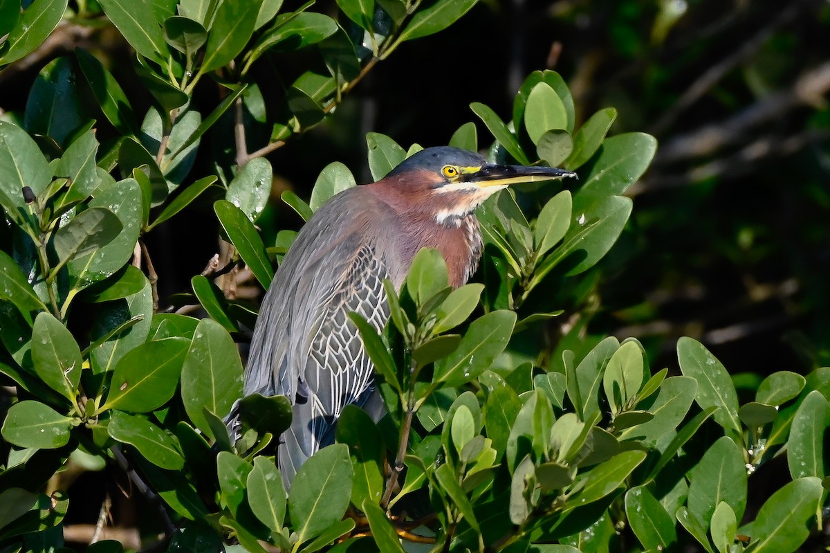 Green Heron - ML631871685
