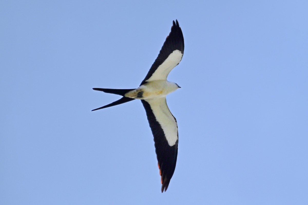 Swallow-tailed Kite - ML631871694