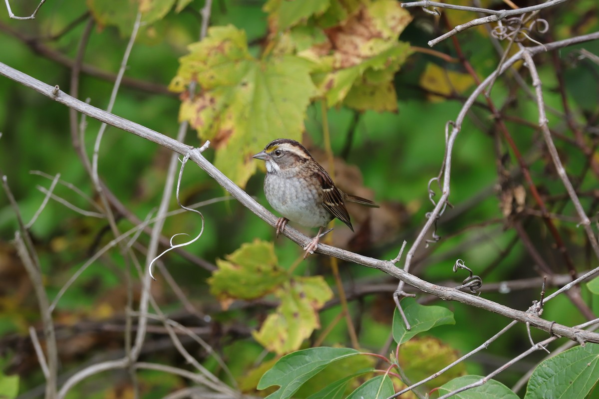 White-throated Sparrow - ML631871777