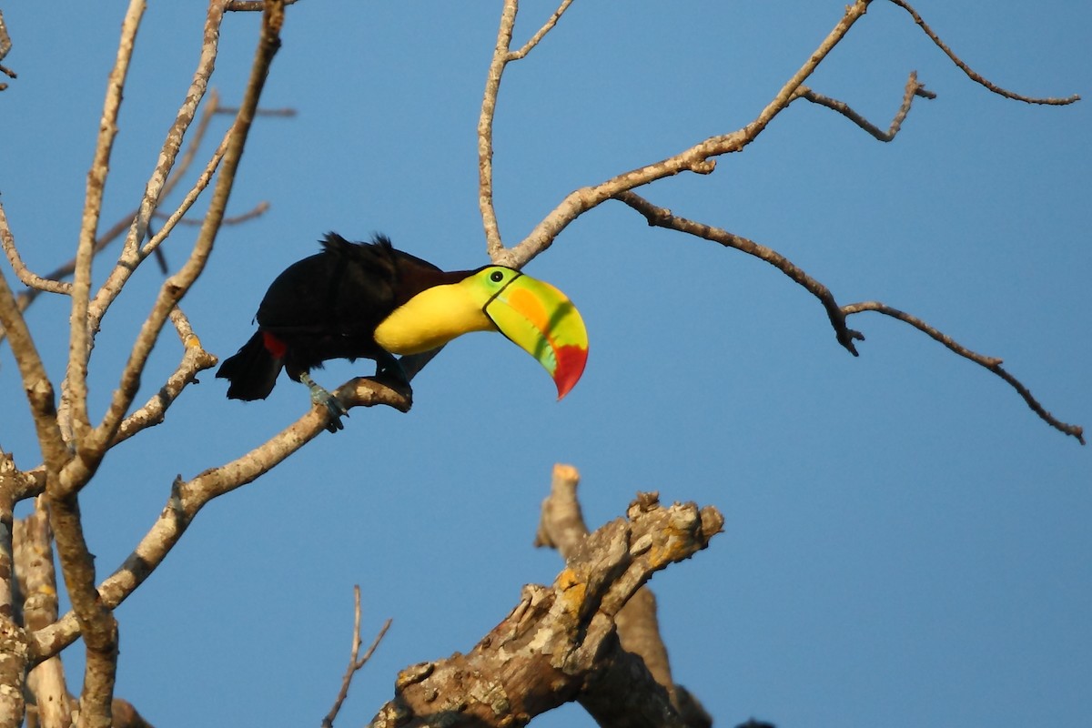 Keel-billed Toucan - ML631871785