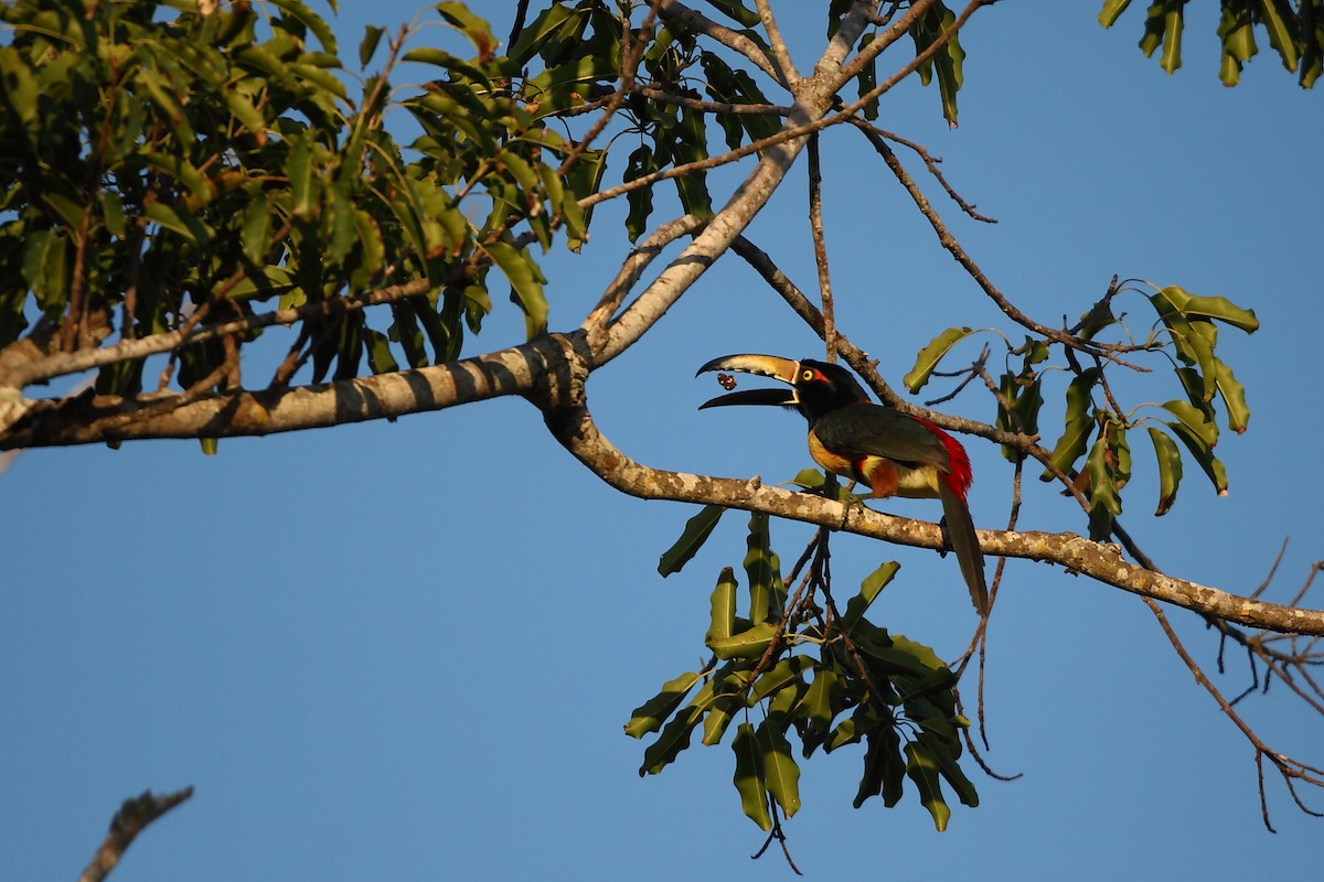 Collared Aracari - ML631871805