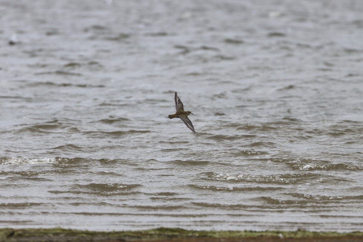 American Golden-Plover - ML631871826