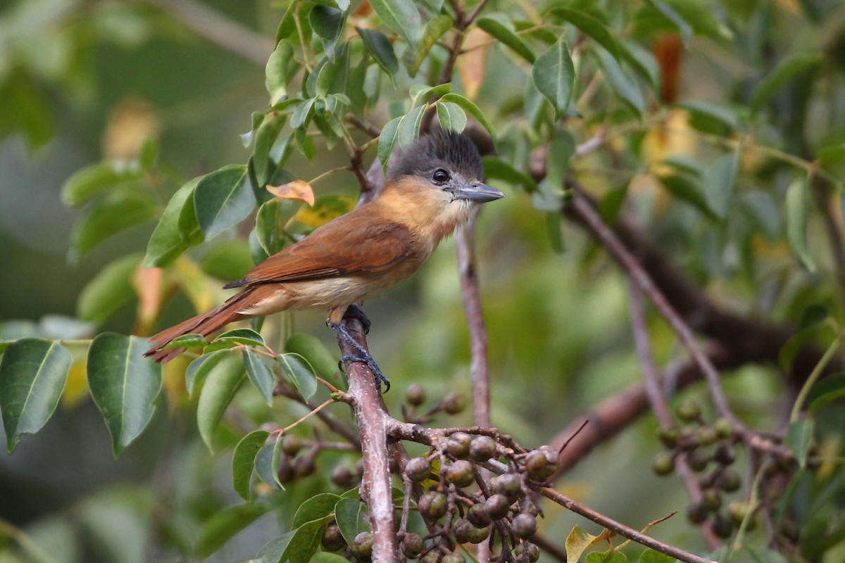 Rose-throated Becard - ML631871906