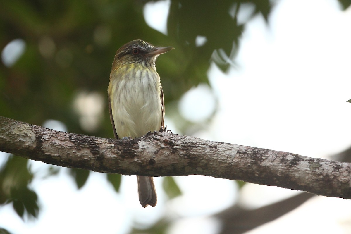 Bright-rumped Attila - ML631871918