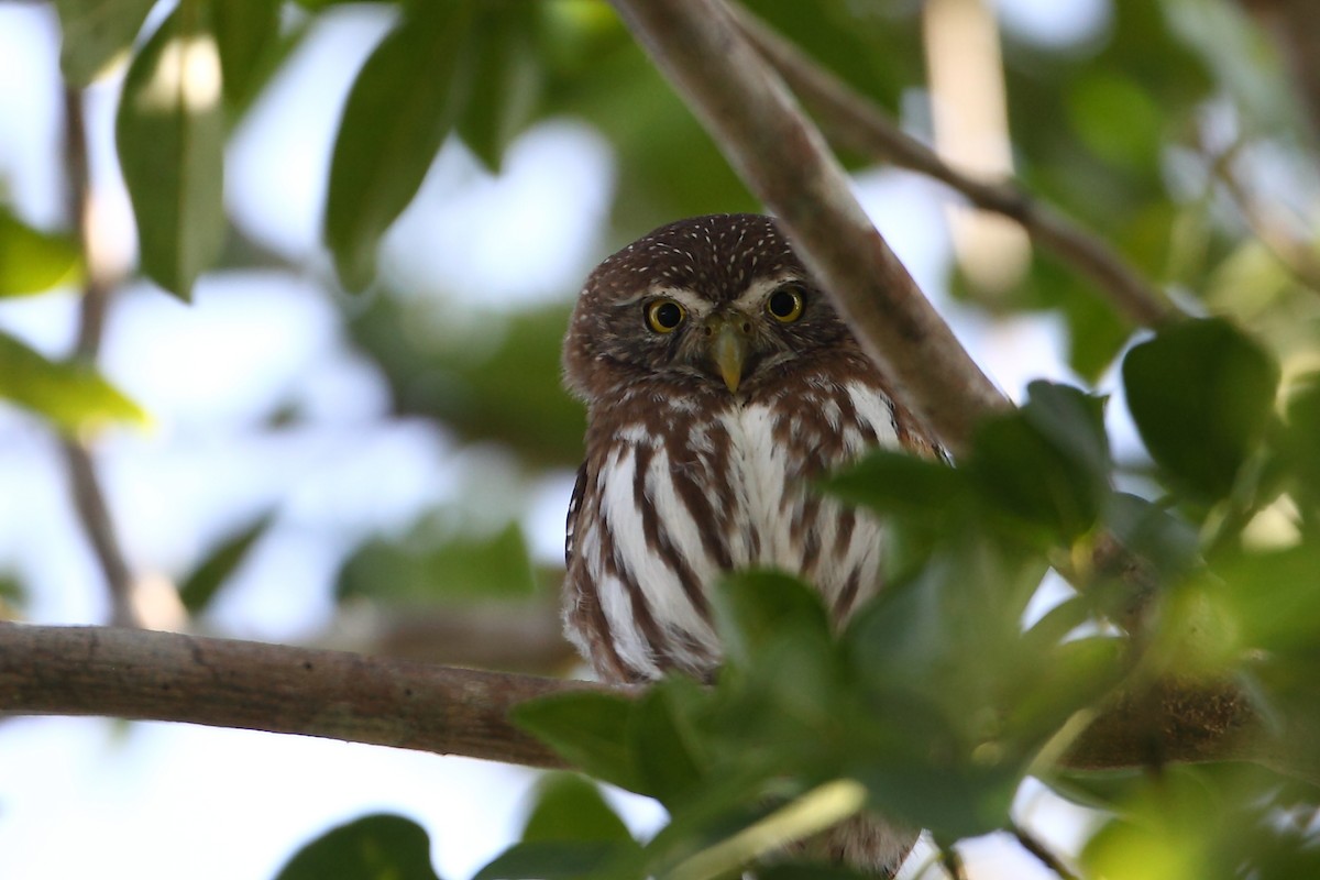 Ferruginous Pygmy-Owl (Ferruginous) - ML631871991