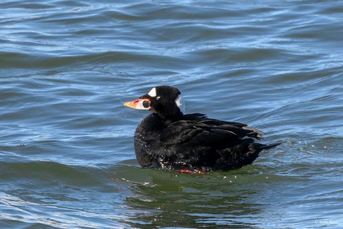 Surf Scoter - ML631872094