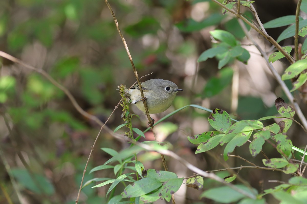 Ruby-crowned Kinglet - ML631872142