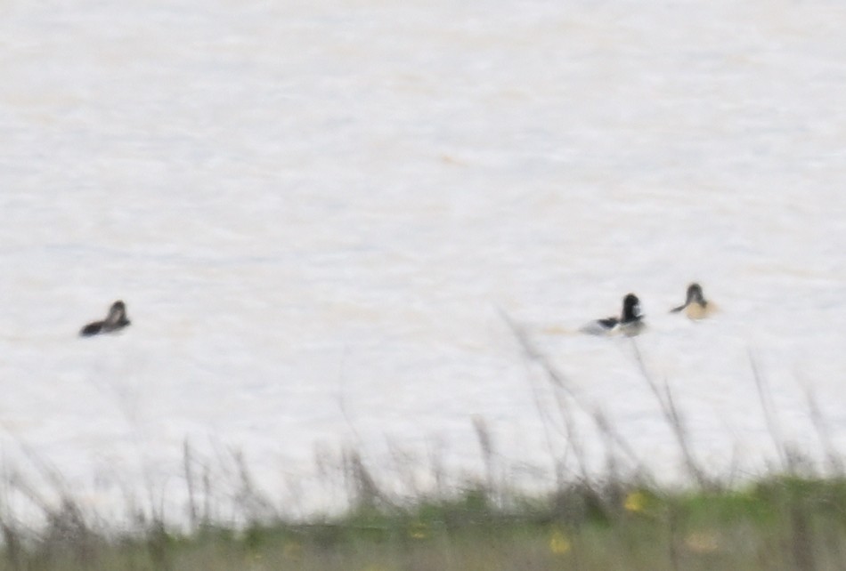 Ring-necked Duck - ML631872213