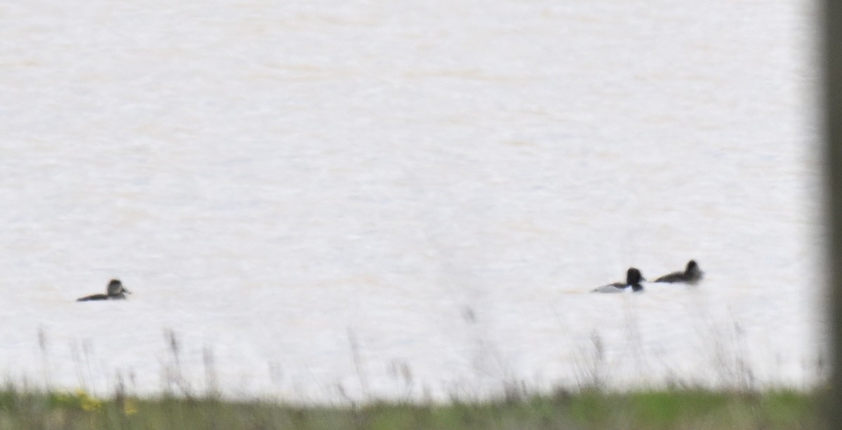 Ring-necked Duck - ML631872214