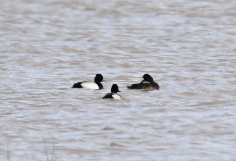 Lesser Scaup - ML631872245