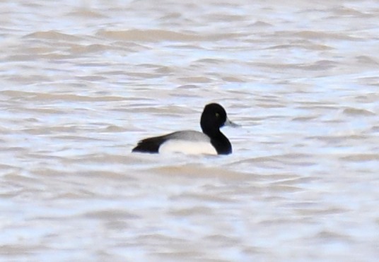 Lesser Scaup - ML631872270