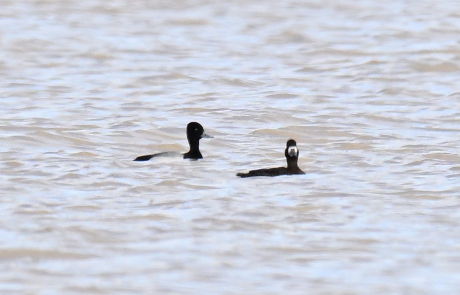 Lesser Scaup - ML631872271