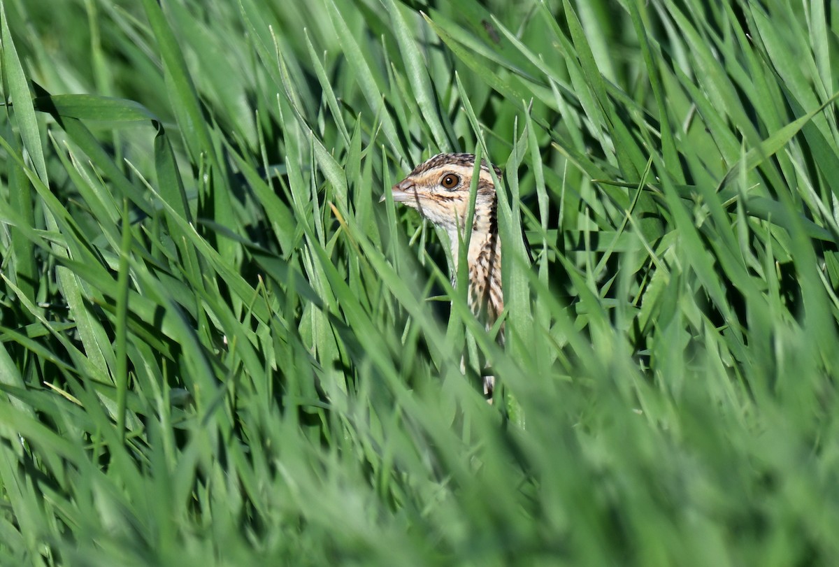 Common Quail - ML631872280