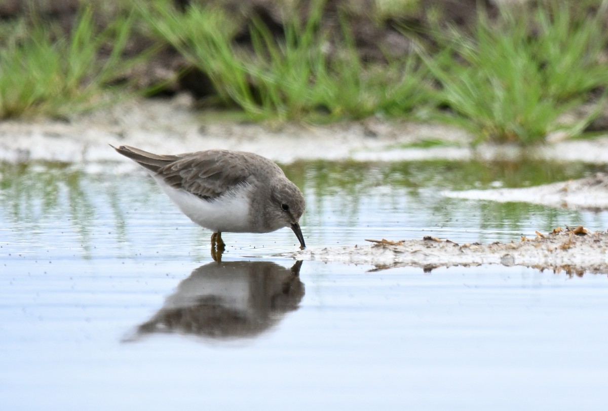 Temminck's Stint - ML631872307