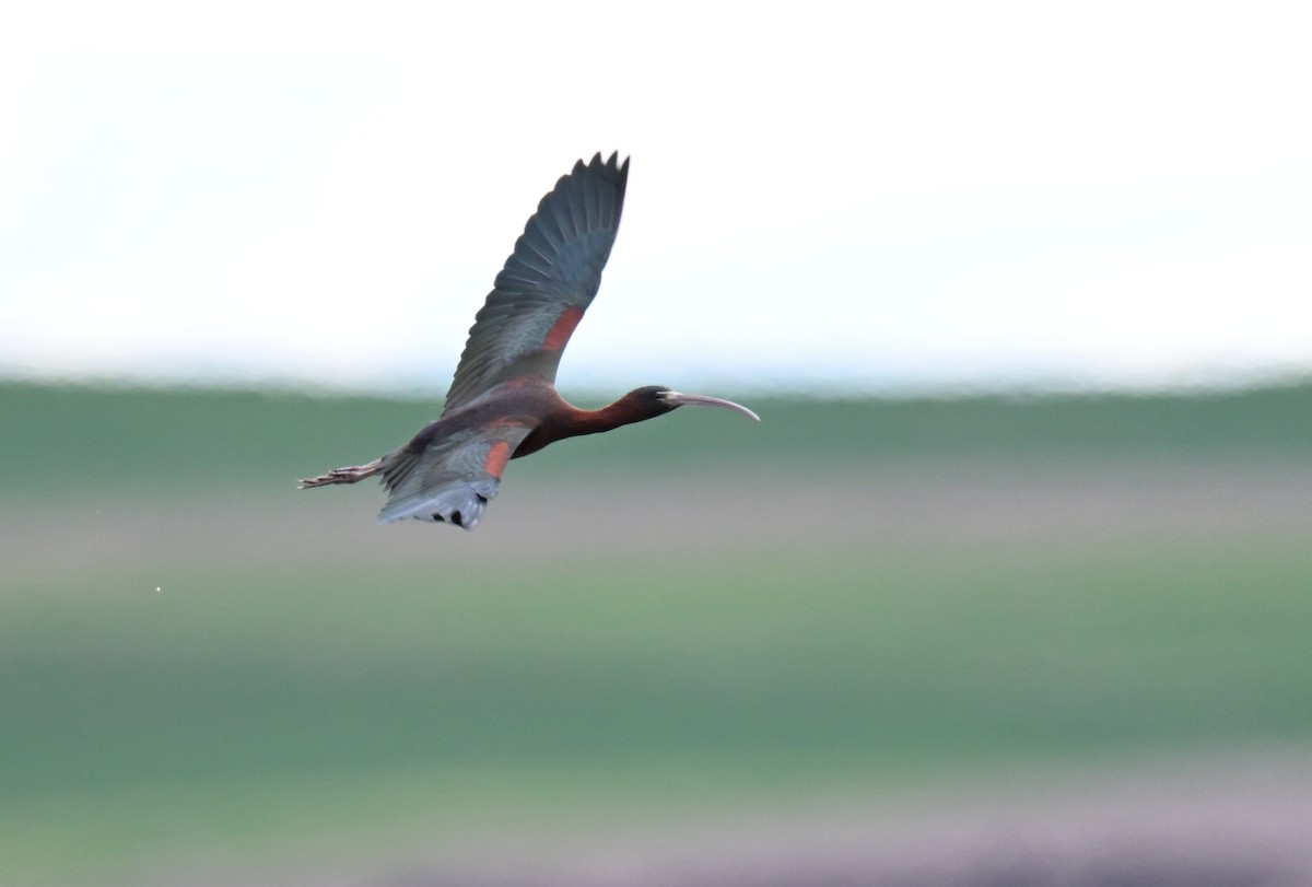 Glossy Ibis - ML631872322