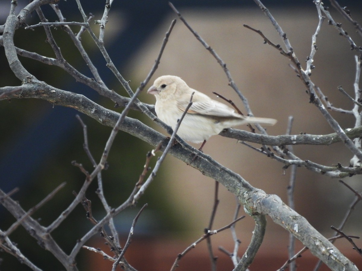 House Finch - ML631872440