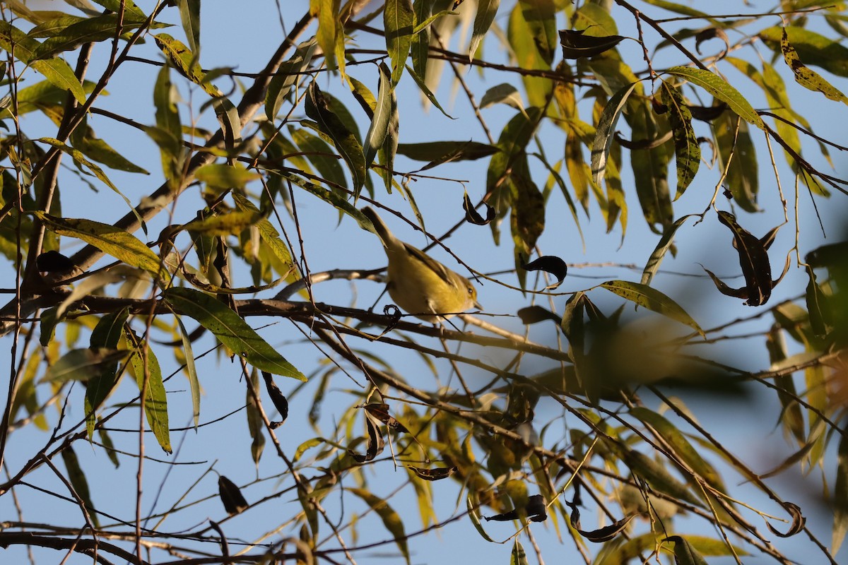 White-eyed Vireo - ML631872472
