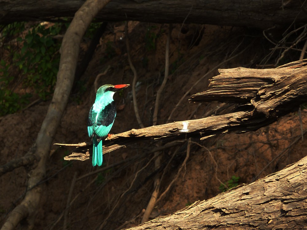 Blue-breasted Kingfisher - ML631872550