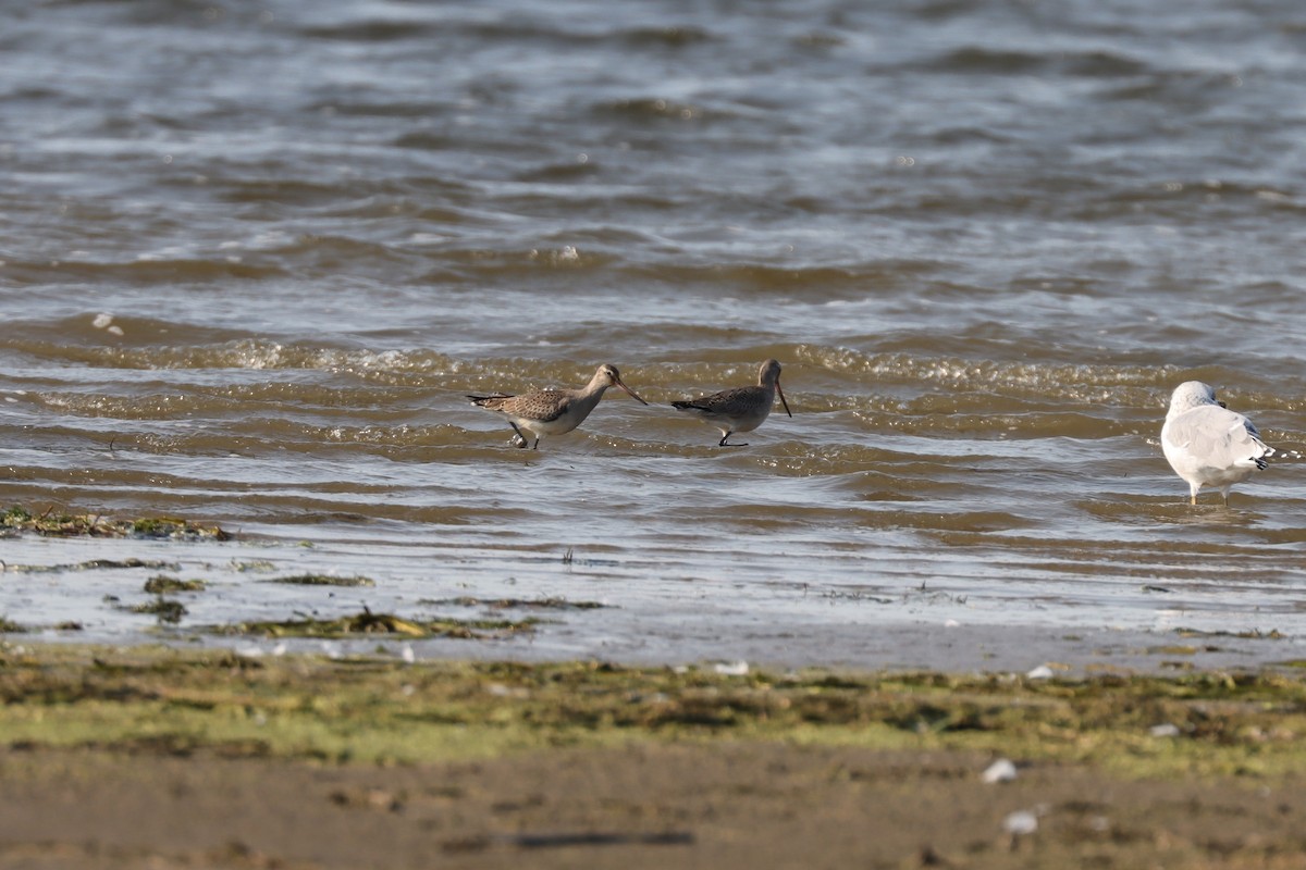 Hudsonian Godwit - ML631872645