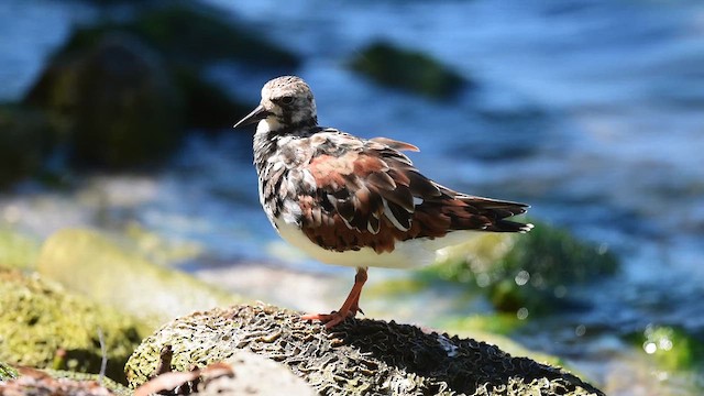 Алаг хайргач - ML631872706