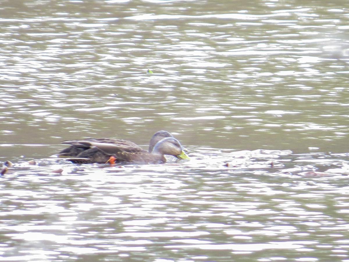 American Black Duck - ML631872721
