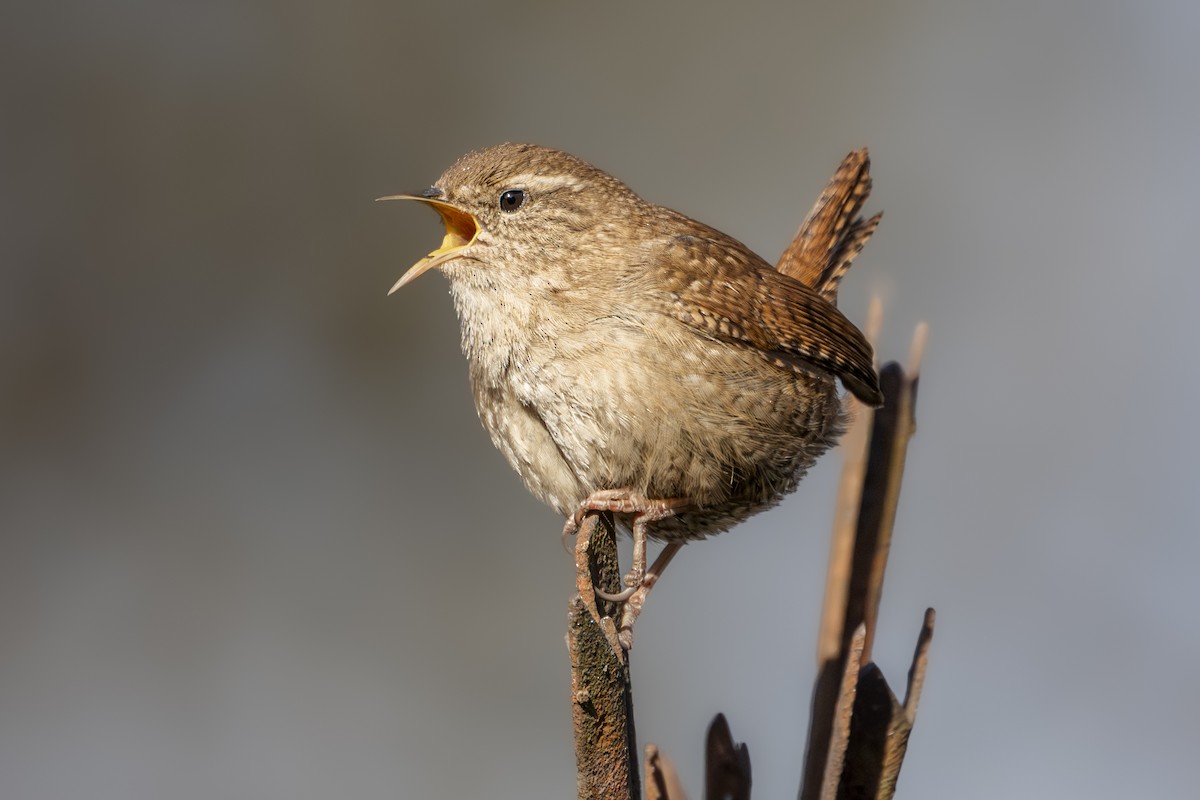 Eurasian Wren - ML631872764