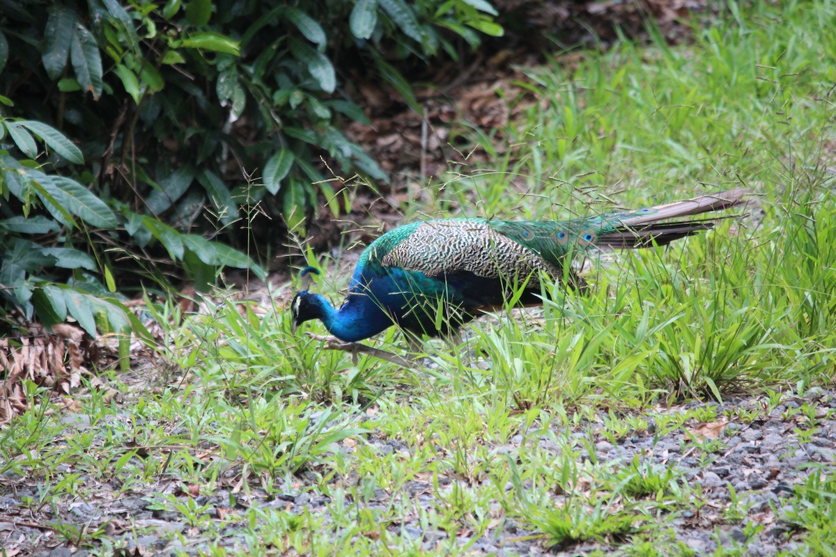 Indian Peafowl (Domestic type) - Kevin Bennett