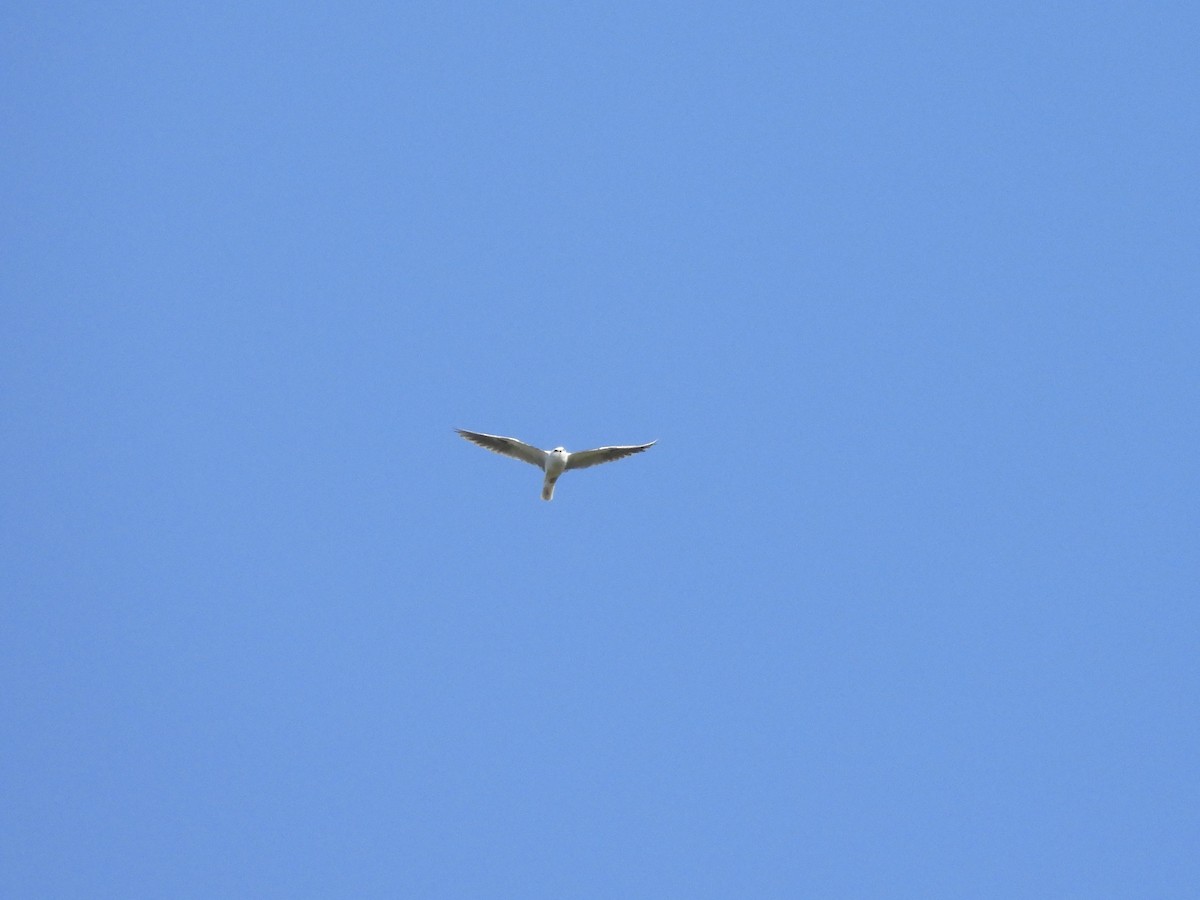 White-tailed Kite - ML631873136