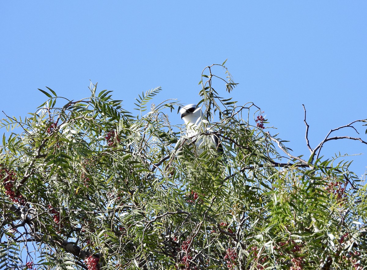 White-tailed Kite - ML631873137