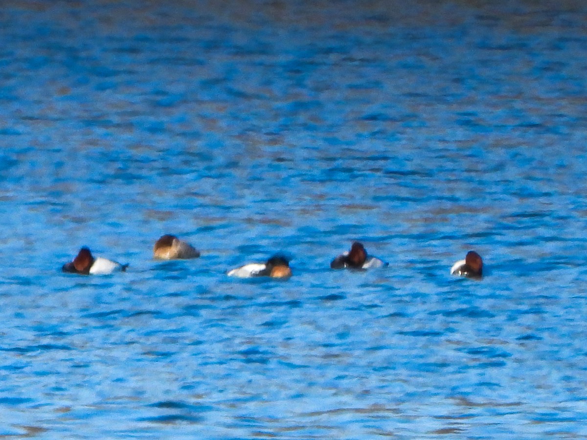 Canvasback - ML631873164