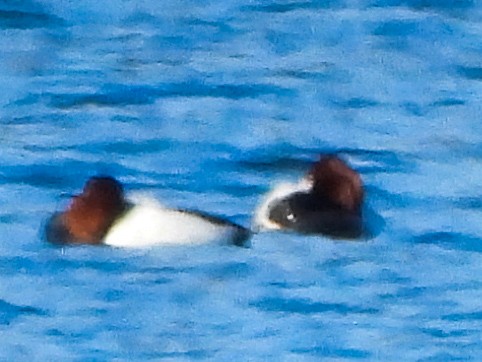 Canvasback - ML631873165