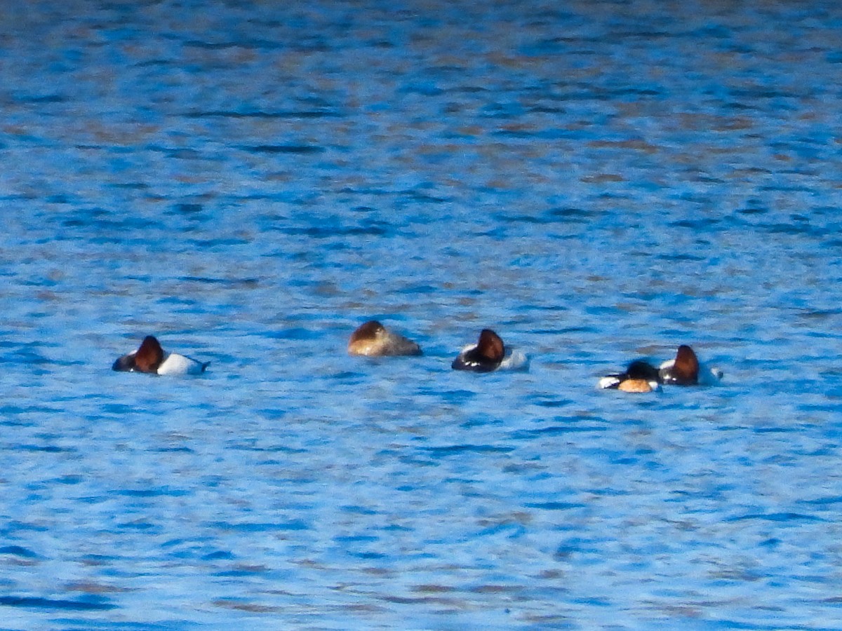 Canvasback - ML631873166