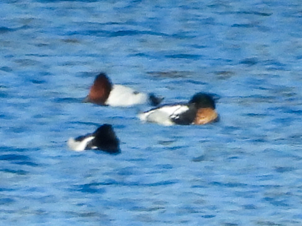 Canvasback - ML631873167