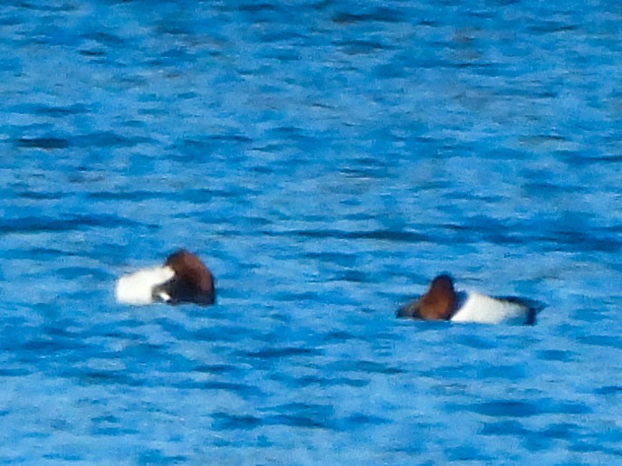 Canvasback - ML631873168