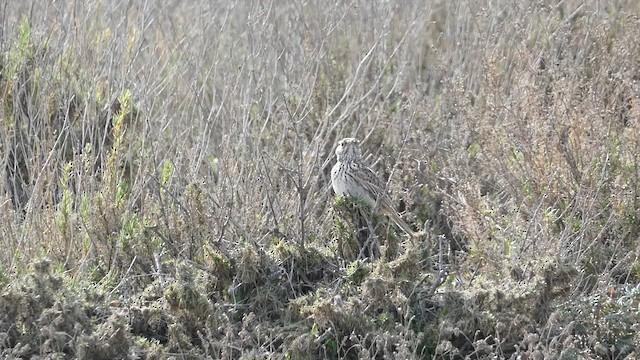 Dupont's Lark - ML631873240