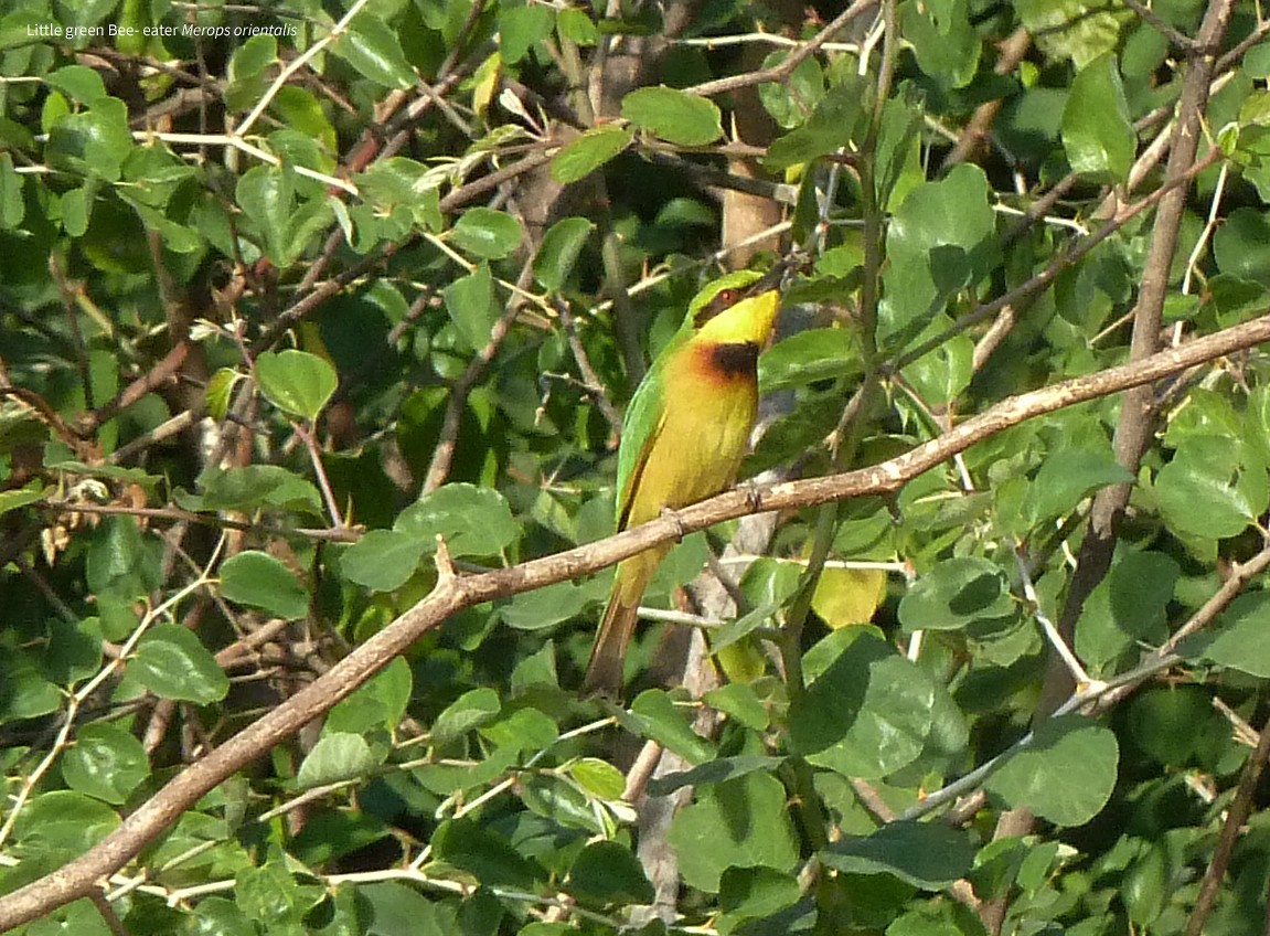 Little Bee-eater - ML631873325