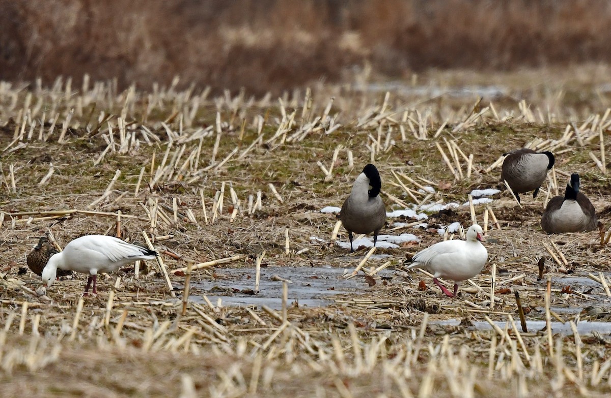 Snow Goose - ML631873369